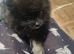 Pomeranian puppie