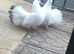 Fantails