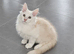 Maine Coon kitten registered