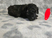Toy poodle puppies