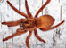 Tarantulas for Sale