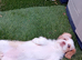 Adorable 11 Week Old Female Cavapoochon Puppy Ready for Her Forever Home