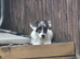 Dachshund x jack Russel