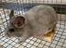 Beautiful 3 month old Wilson white male