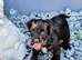 Girl Yorkiepoo