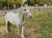12h 4year old mare blagdon