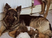 Rodney – 3-Year-Old German Shepherd Looking for the Right Home