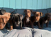 Beautiful Patterdale Puppies