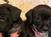 Patterdale x Jack Russell puppies