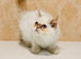 Beautiful Red Point Persian Cats Looking for Their Forever Homes