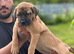 Cane Corso bandogge mastiff chunky pups for sale