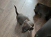 3 miniature dachshund pups