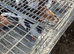 Pigeons for sale