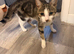 Female cat