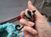 3 sugar glider joeys ONLY MALE LEFT