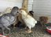 4 week old mix breed chicks