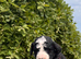 Old English sheepdog x poodle