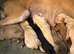 Saluki x whippet x greyhound puppies