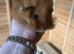 Male guinespigs