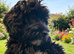 Beautiful Cockerpoo X Poodle puppies