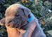 BLUE STAFFY PUPS