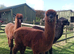 Three lovely Alpaca boys!!