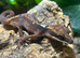 Borneo Cat Gecko at Birmingham Reptiles