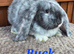 FRENCH LOP BABIES - READY FOR THEIR FOREVER HOMES
