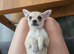 Miniature pincher x pomeranian puppy's