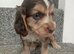 ️ KC Registered Show Type Cocker Puppies️