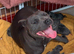 Blue & Blue Brindle Chunky Pups