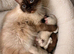 Ragdoll kittens