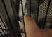 African Grey Talks & Friendly