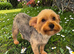 YORKSHIRE TERRIER PUPPIES BOYS.