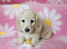 Cream long haired minis READY NOW