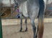 Flashy grey roan 3 year old mare.