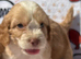 F1 Cockerpoo puppies ready to leave