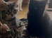 Gorgeous Siberian cross kittens ready to leave now
