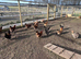 Hens for sale £15