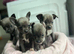 Blue/ lilac chihuahua puppies
