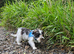 Lhasa lapso cross puppy
