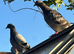 Various pigeons for sale