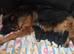 German Shepherd Long Hair Black Puppies