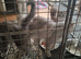 Male kittens ready to leave shortly