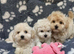 Multipoos puppies