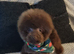 Asian tea cup poodle x small toy male
