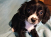 Maltipoo cross chihuahua