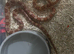 Corn snakes for sale