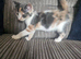 Kittens for sale