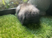 Sable and black double mane mini lion lop baby rabbits girls